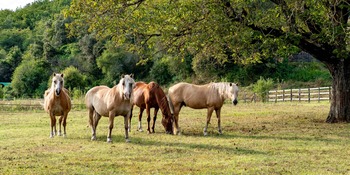 chevaux en semi liberté