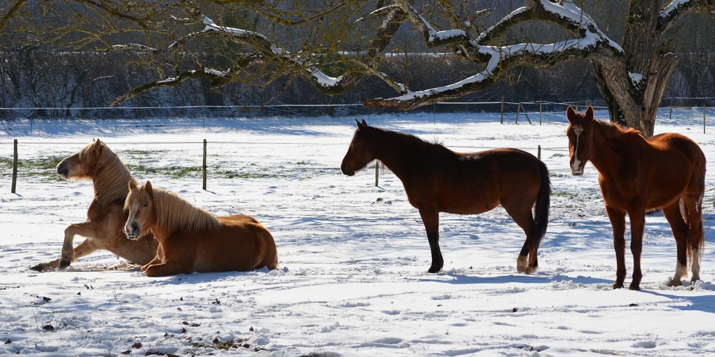 Chevaux dans la neige en Dordogne