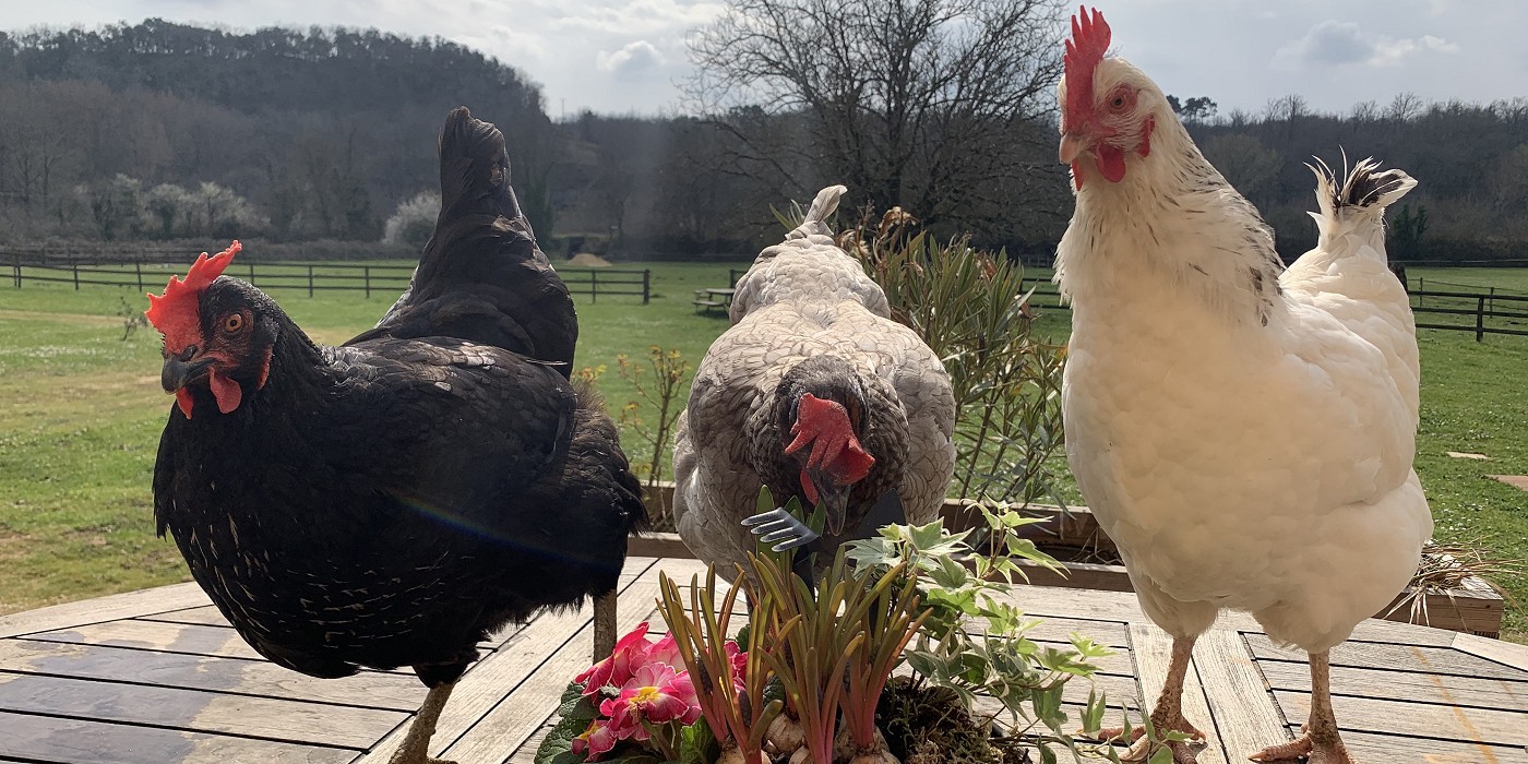 Trois poules