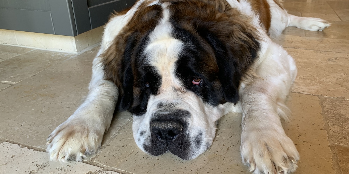 vacances en location avec grand chien