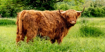 Vache Highland