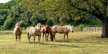 Chevaux en liberté