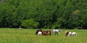 Chevaux dans la vallée des Eymaries